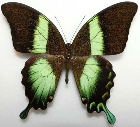 Papilio blumei (aberration,hindwing asymmetry,indonesia) (Internet Image property of respective owner, non-commercial use only)
